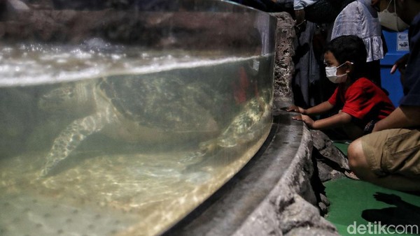 Saat ini Taman Impian Jaya Ancol kini mengizinkan anak-anak usia di bawah 12 tahun untuk dapat berkunjung dan rekreasi. 