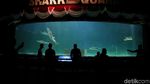 Kembalinya Keceriaan Anak-anak di Sea World Ancol