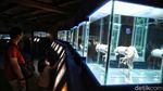 Kembalinya Keceriaan Anak-anak di Sea World Ancol