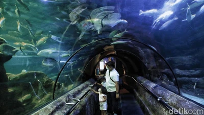 Kembalinya Keceriaan Anak-anak di Sea World Ancol