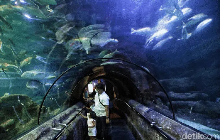 Kembalinya Keceriaan Anak-anak di Sea World Ancol