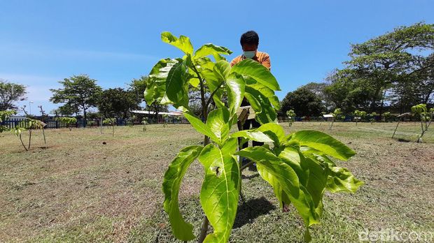 Konservasi pohon Wijayakusuma Karaton di Cilacap.