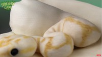 Karena ular piton albino memilikiwarna kuning yang cantik, Sideserf menambahkan pasta rasa pisang ke beberapa permukaan fondant. Foto: YouTube Sideserf Cake Studio
