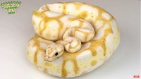 Kue bentuk ular piton albino itupun jadi dan sangat mirip dengan aslinya. Foto: YouTube Sideserf Cake Studio