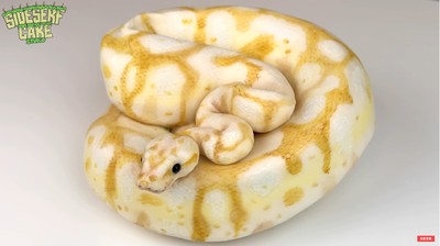Ngeri! Baker Ini Bikin Kue Bentuk Ular Piton Albino yang Mirip Aslinya