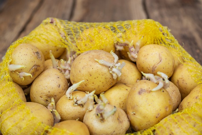 Makanan yang Membahayakan Kalau Tak Diolah dengan Tepat