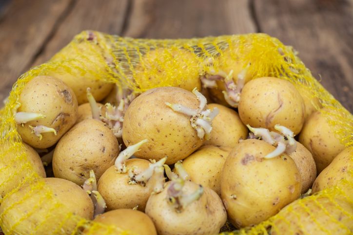 Makanan yang Membahayakan Kalau Tak Diolah dengan Tepat