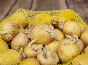7 Makanan Ini Bisa Bahayakan Kesehatan Jika Tak Diolah dengan Tepat