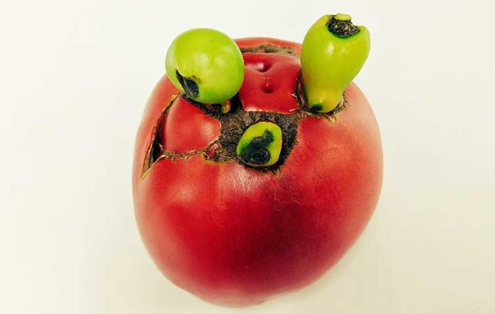Mirip Buah Beracun, Tomat Ini Punya Bentuk Menyeramkan