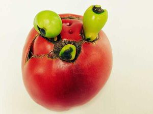 Mirip Buah Beracun, Tomat Ini Punya Bentuk Menyeramkan