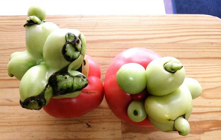 Mirip Buah Beracun, Tomat Ini Punya Bentuk Menyeramkan