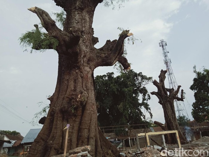 Pohon asam Jawa raksasa di Pasar Klepu, Desa Klepu, Kecamatan Ceper, Klaten, Sabtu (23/10/2021).