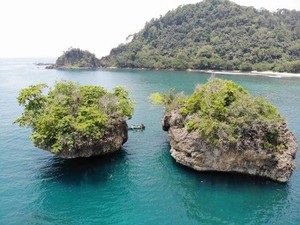 Pohon Wijayakusuma Karaton, Hanya Tumbuh di 2 Pulau Karang Nusakambangan