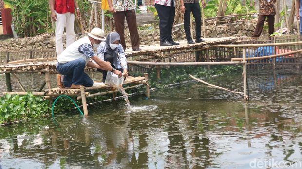 Saluran irigasi digunakan sebagai budi daya tanaman Azolla di Desa Undaan Tengah, Kecamatan Undaan, Kudus, Selasa (19/10/2021).