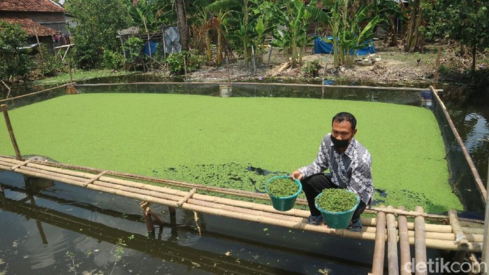 Saluran irigasi digunakan sebagai budi daya tanaman Azolla di Desa Undaan Tengah, Kecamatan Undaan, Kudus, Selasa (19/10/2021).