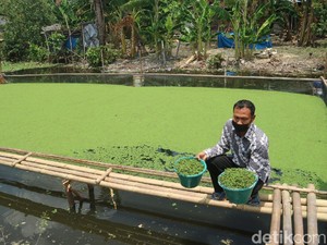 Cukupi Pakan Kalkun, Pemuda Kudus Budi Daya Tanaman Azolla di Irigasi