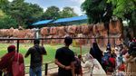 Akhir Pekan, Kebun Binatang Surabaya Ramai Dikunjungi Warga
