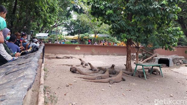 Kebun Binatang Surabaya kembali dibuka untuk umum. Objek wisata itu pun kembali ramai dikunjungi wisatawan saat akhir pekan.