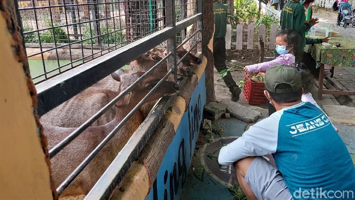 Kebun Binatang Surabaya kembali dibuka untuk umum. Objek wisata itu pun kembali ramai dikunjungi wisatawan saat akhir pekan.