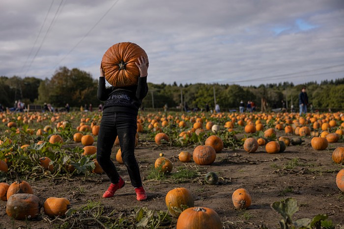 Antusias Anak-anak di Inggris Panen Labu Jelang Halloween