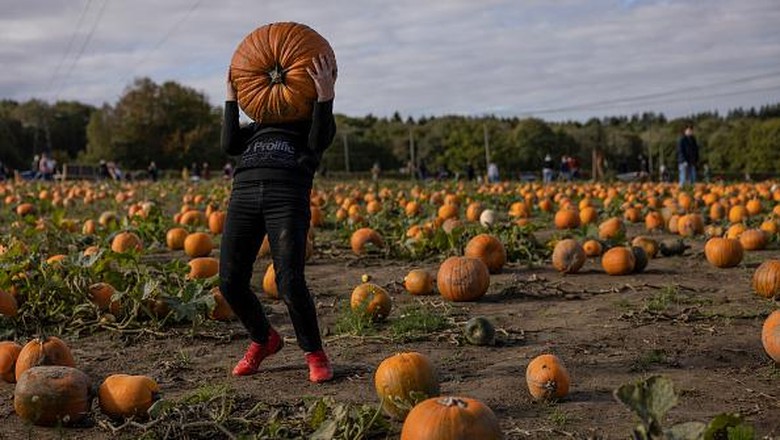 Antusias Anak-anak di Inggris Panen Labu Jelang Halloween Antusias Anak-anak di Inggris Panen Labu Jelang Halloween