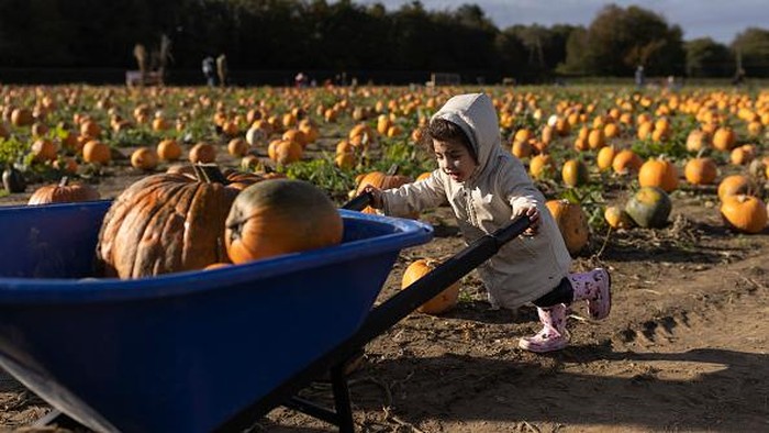 Antusias Anak-anak di Inggris Panen Labu Jelang Halloween Antusias Anak-anak di Inggris Panen Labu Jelang Halloween