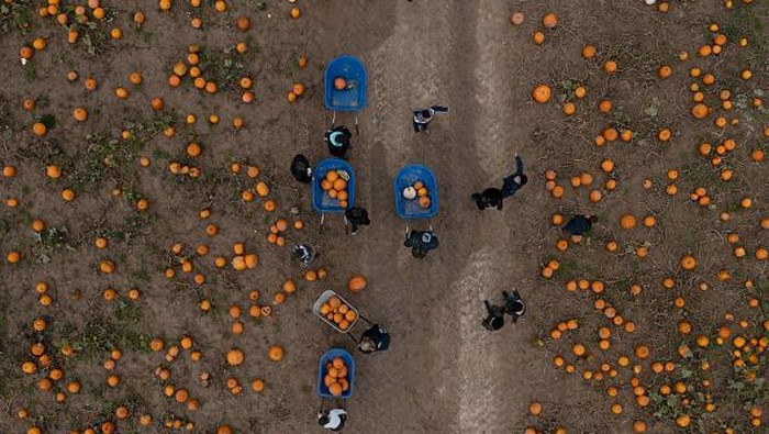 Antusias Anak-anak di Inggris Panen Labu Jelang Halloween Antusias Anak-anak di Inggris Panen Labu Jelang Halloween