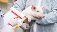 Ilmuwan Jerman Ternak Babi untuk Cangkok Jantung ke Manusia
