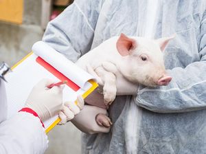 Ahli Bedah Berhasil Cangkok Liver Babi ke Pasien Kanker Hati di China