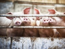 Jelang Galungan, Penjualan Daging Babi ke Luar Bali Terkendala Tukang Potong
