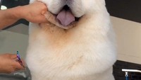 Mulai dari 12 Riyal atau setara dengan Rp45 ribu, pelanggan bebas menikmti The Barking Lot bersama hewan peliharaan. Sambil memberi perawatan bagi anjing kesayangan, pelanggan yang datang ke sini juga bisa bersantai dan menikmati waktu di akhir pekan. Foto: Instagram/thebarkinglot.sa
