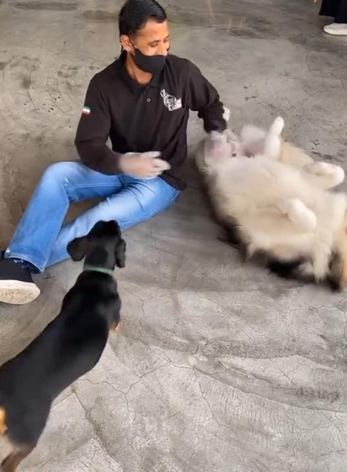 Begini Cozynya Kafe Khusus Anjing, The Barking Lot di Khobar, Arab Saudi