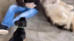 Begini Cozynya Kafe Khusus Anjing, The Barking Lot di Khobar, Arab Saudi