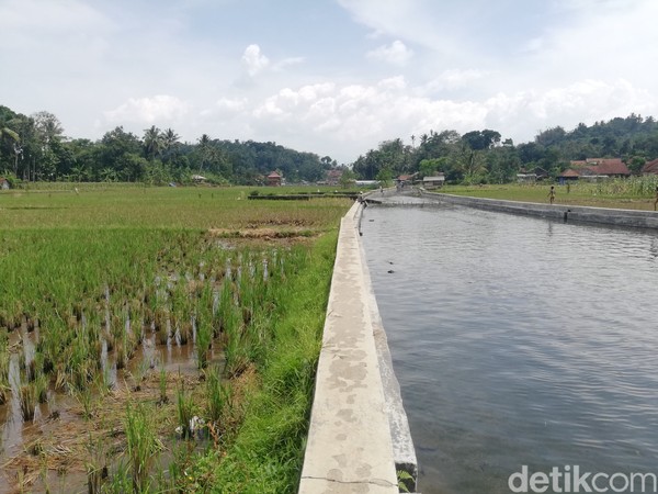 Awalnya, mata air tersebut dimanfaafkan oleh warga untuk kebutuhan air bersih sehari-hari dan juga untuk mengairi lahan-lahan persawahan yang berada di hilirnya. (Nur Azis/detikcom) Awalnya, mata air tersebut dimanfaafkan oleh warga untuk kebutuhan air bersih sehari-hari dan juga untuk mengairi lahan-lahan persawahan yang berada di hilirnya. (Nur Azis/detikcom)