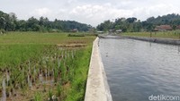 Awalnya, mata air tersebut dimanfaafkan oleh warga untuk kebutuhan air bersih sehari-hari dan juga untuk mengairi lahan-lahan persawahan yang berada di hilirnya. (Nur Azis/detikcom)
