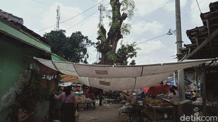 Ada pemandangan menarik di area Pasar Klepu, Klaten, Jateng. Di tengah pasar itu ada dua pohon asam Jawa raksasa yang diketahui telah berusia lebih 200 tahun.