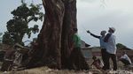 Penampakan Pohon Asam Raksasa yang Ada di Tengah Pasar Klaten