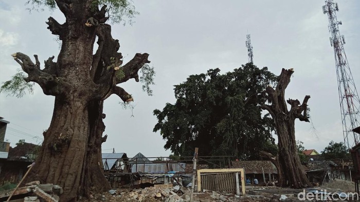 Penampakan Pohon Asam Raksasa yang Ada di Tengah Pasar Klaten Ada pemandangan menarik di area Pasar Klepu, Klaten, Jateng. Di tengah pasar itu ada dua pohon asam Jawa raksasa yang diketahui telah berusia lebih 200 tahun.