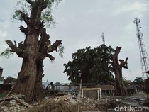 Mengapa Penjajah Belanda Dulu Suka Menanam Pohon Asam Jawa di Pinggir Jalan?
