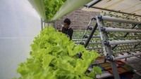 Warga tersebut memanfaatkan halaman rumahnya untuk budi daya sayuran guna menambah pendapatan dan tetap produktif di masa pandemi COVID-19.