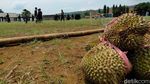 Unik dan Nggak Biasa, Santri di Kuningan Main Bola Pakai Durian