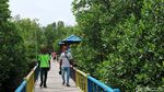 Intip Taman Wisata Mangrove Pertama di Papua