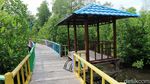 Intip Taman Wisata Mangrove Pertama di Papua