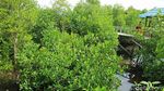 Intip Taman Wisata Mangrove Pertama di Papua