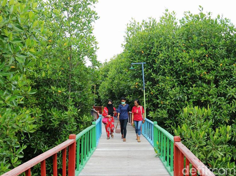 Intip Taman Wisata Mangrove Pertama di Papua