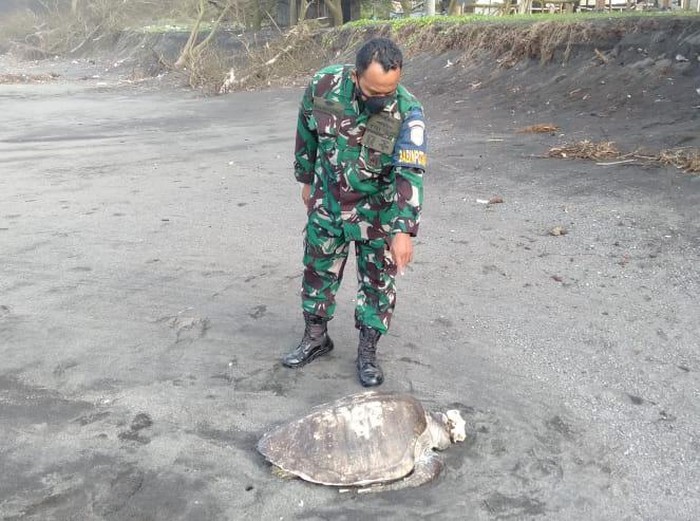 Bangkai penyu tanpa kepala ditemukan di Pantai Pandasari, Bantul, Senin (25/10/2021).