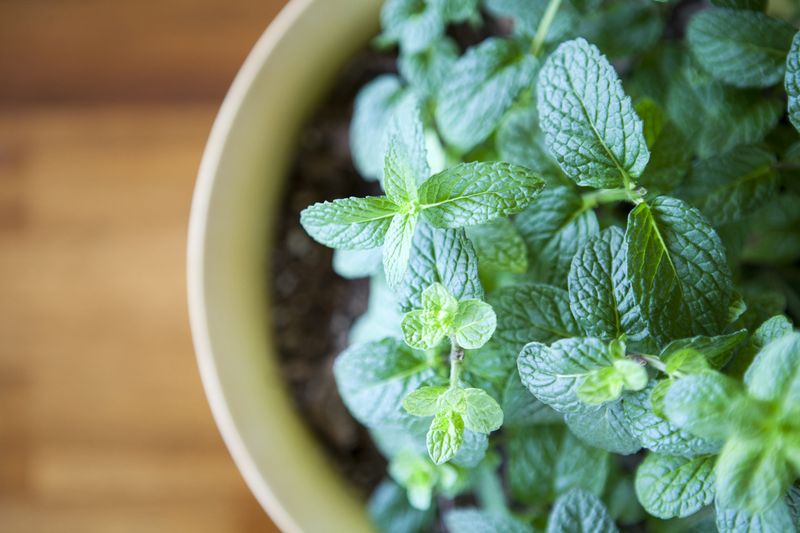 A stock photo of a healthy green mint plant growing in a small planter.