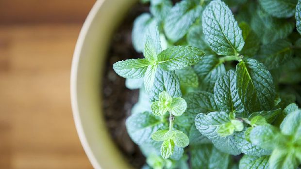 A stock photo of a healthy green mint plant growing in a small planter.