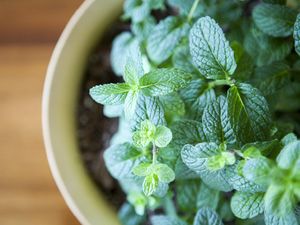 14 Khasiar Daun Mint, Ini Kandungannya!