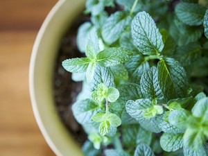 14 Khasiar Daun Mint, Ini Kandungannya!